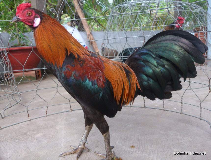 30 hình ảnh con gà trống, gà mái, gà con đẹp nhất thế giới, bức ...
